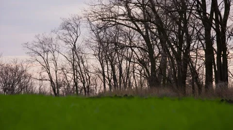 Green grass with trees Stock Footage 32492192