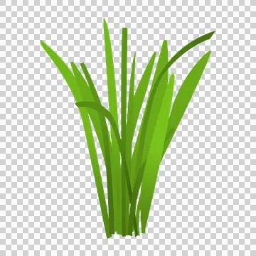 Green grass tuft isolated on transparent background vector. 스톡 일러스트