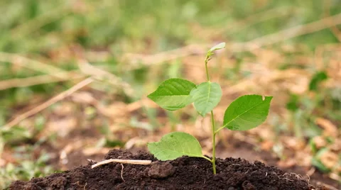 Green grass twig drying in vegetable garden Stock Footage 944190