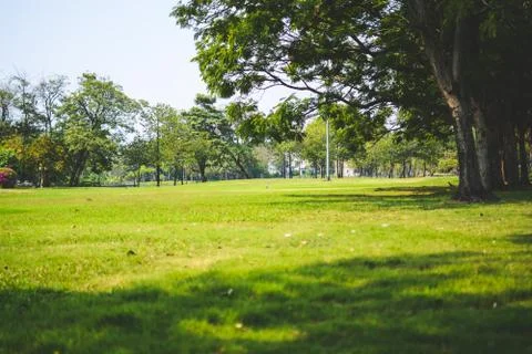 Green grass under Big tree in the public park.Nature landscape with sky Stock Photos