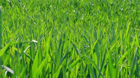 Green grass under blowing breeze, wheat field, grassland Stock Footage 108871784