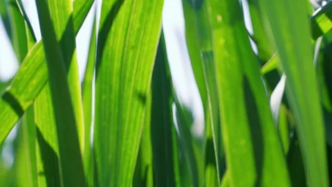 Green grass under blowing high wind, close up, storm, nature Stock Footage 108186300
