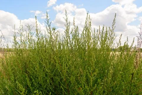 Green grass under blue sky Stock Photos