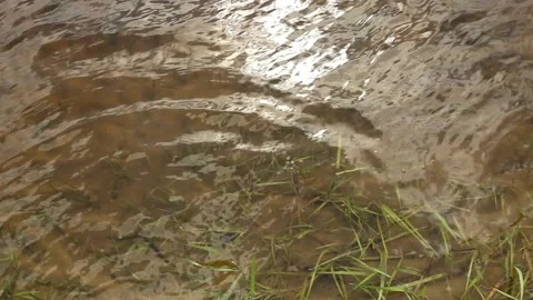 Green grass under clean clear water. Stock Footage 201743613