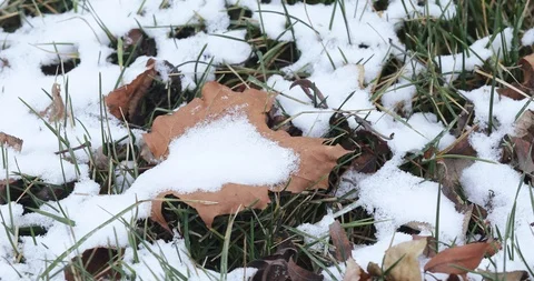 Green grass under fallen snow Vídeos de archivo 120164713