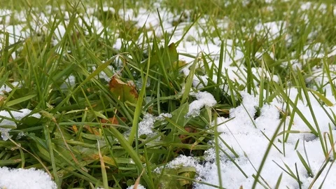 Green grass under the first snow Stock Footage 120440924
