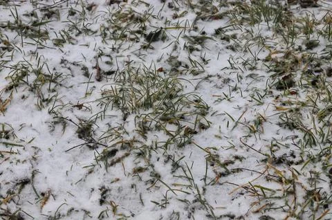 Green grass under first white snow background, pattern texture for use in pri Stock Photos