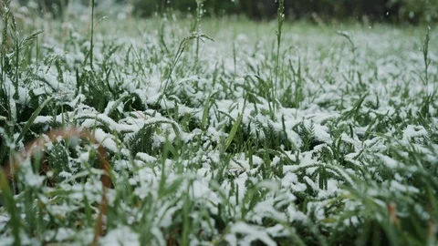 Green grass under fluffy snow. low angle view, close up. Hello winter, Goodbye 库存影片 115366704