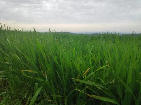 Green Grass Under an Open Sky Stock-Fotos