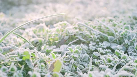 Green grass under the snow, in early spring or winter. First green grass breaks Stock Footage 262648252