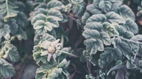 Green grass under the snow, in early spring or winter. First green grass breaks Stock Footage 262649569