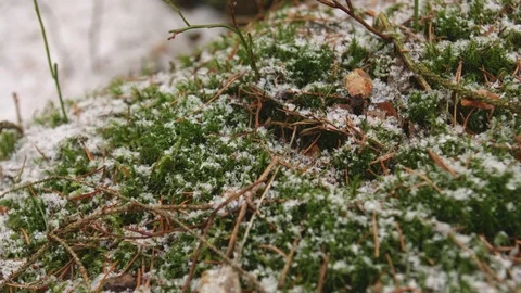 Green grass under the snow. Stock Footage 73471416