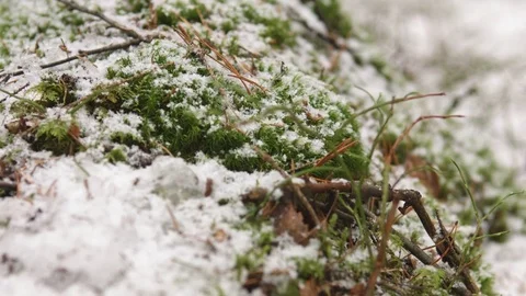 Green grass under the snow. 스톡 동영상 73471625