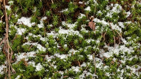 Green grass under the snow. Panning. Video stock 73298029
