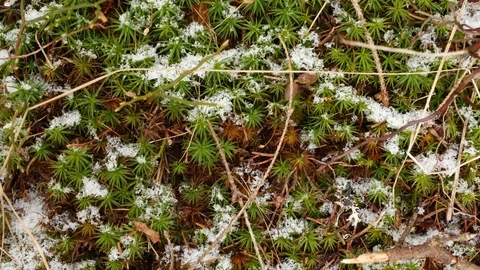 Green grass under the snow. Panning. Stock Footage 73298216