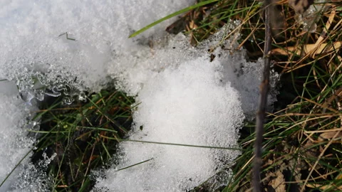 Green grass under snow Snow and grass close-up Winter and spring contrast Stock Footage 295533114