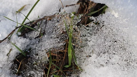 Green grass under snow Snow and grass close-up Winter and spring contrast Stock Footage 295537506