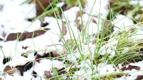 Green grass under the snow in winter Stock Footage 10574364
