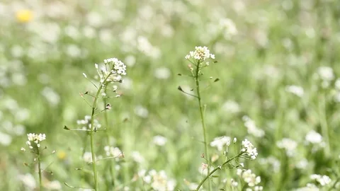 Green grass under the sun. Green grass in the wind. Background, texture Stock Footage 106669732