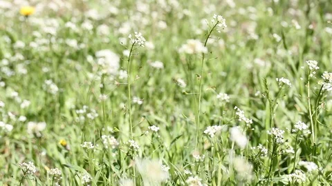 Green grass under the sun. Green grass in the wind. Background, texture. Video stock 106669735