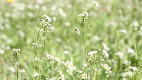 Green grass under the sun. White flowers in the wind. Background, texture Stock Footage 106669701