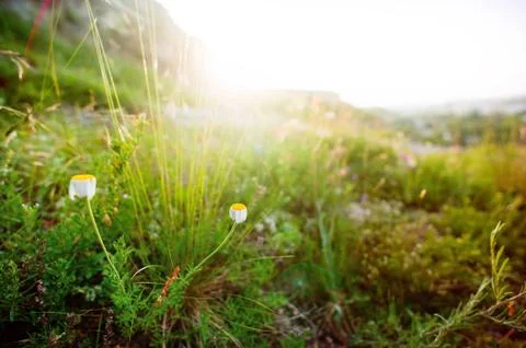Green grass under the sunset light Stock Photos