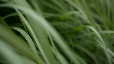 Green grass under wind before rain Stock Footage 126479718