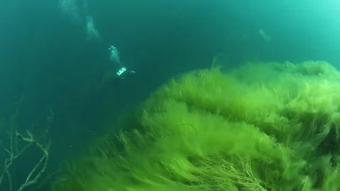 Green grass underwater in high mountain lake, Russia Stock Footage 82706952