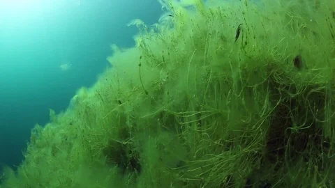 Green grass underwater in high mountain lake, Russia Stock Footage 82706962