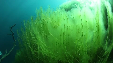 Green grass underwater in high mountain lake, Russia Stock Footage 82706997