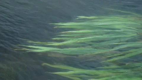Green grass underwater in river Stockbeeldmateriaal 153282410