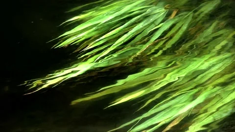Green grass underwater in river Stock Footage 153282702
