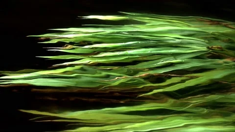 Green grass underwater in river Stock Footage 153282747
