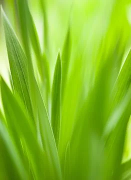 Green grass useful as nature pattern Stock Illustration