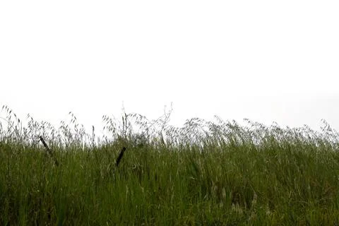 Green grass vegetation Stock Photos