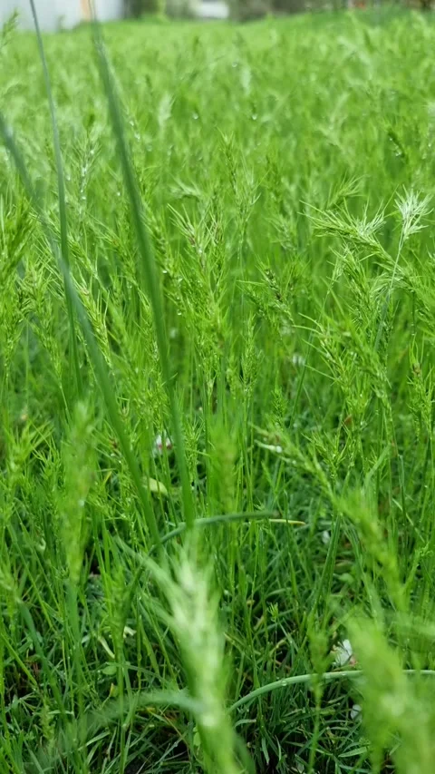 Green grass vertical close up Stock Footage 156492256