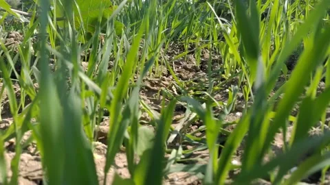Green grass video Stock Footage 144910512
