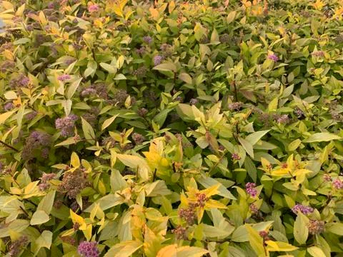 Green grass view Stock Photos