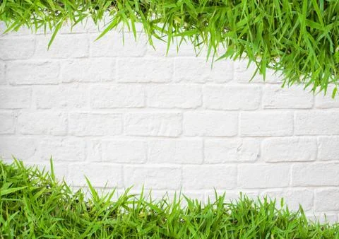 Green grass on wall Stock Photos