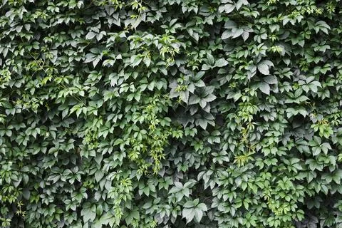 Green grass wall texture for backdrop . Eco wall concept Stock Photos