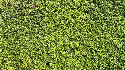 Green grass wall texture for backdrop design and eco wall and die-cut for a.. Stock Photos