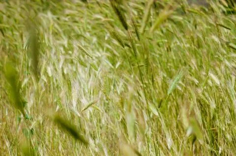 Green grass Wallpaper texture background Stock Photos