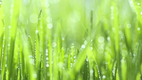 Green grass with water droplets falling on it, creating a picturesque scene Stock Footage 278364332