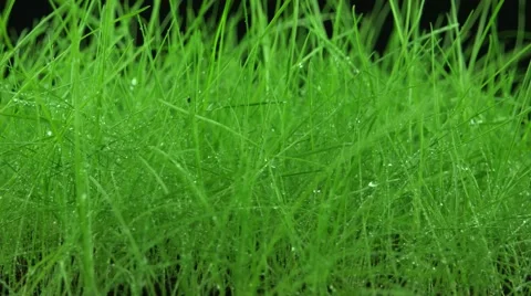 Green grass with water drops on black background (loop) Stock Footage 56393190