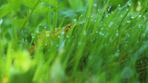 Green grass with water drops close-up Stock Footage 114327253
