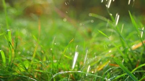 Green grass with water drops Stockbeeldmateriaal 42740831