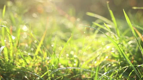 Green grass with water drops Stock Footage 42779405