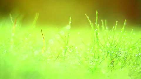 Green grass with water drops Stock Footage 43011624