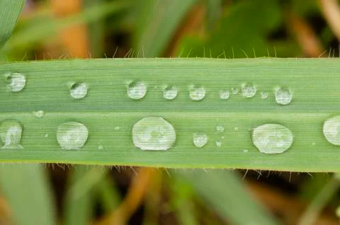 Green grass with water drops Stock Photos