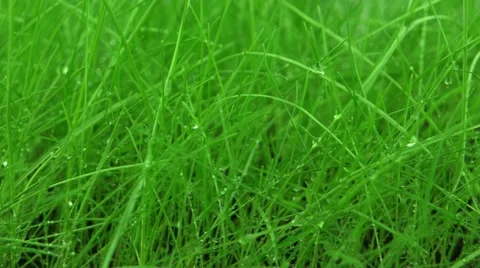 Green grass with water drops rotating (loop) Stock Footage 56393641